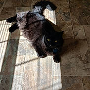 Luna is registered to the contest to win money with this photo: animal, black_cat, cat, cozy, curious, domestic_cat, feline, flooring, fur, home, indoor, pet, relaxing, resting, shadow, striped_shadows, sunlight, tiled_floor, window_shadows, yellow_eyes
