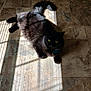animal, black_cat, cat, cozy, curious, domestic_cat, feline, flooring, fur, home, indoor, pet, relaxing, resting, shadow, striped_shadows, sunlight, tiled_floor, window_shadows, yellow_eyes