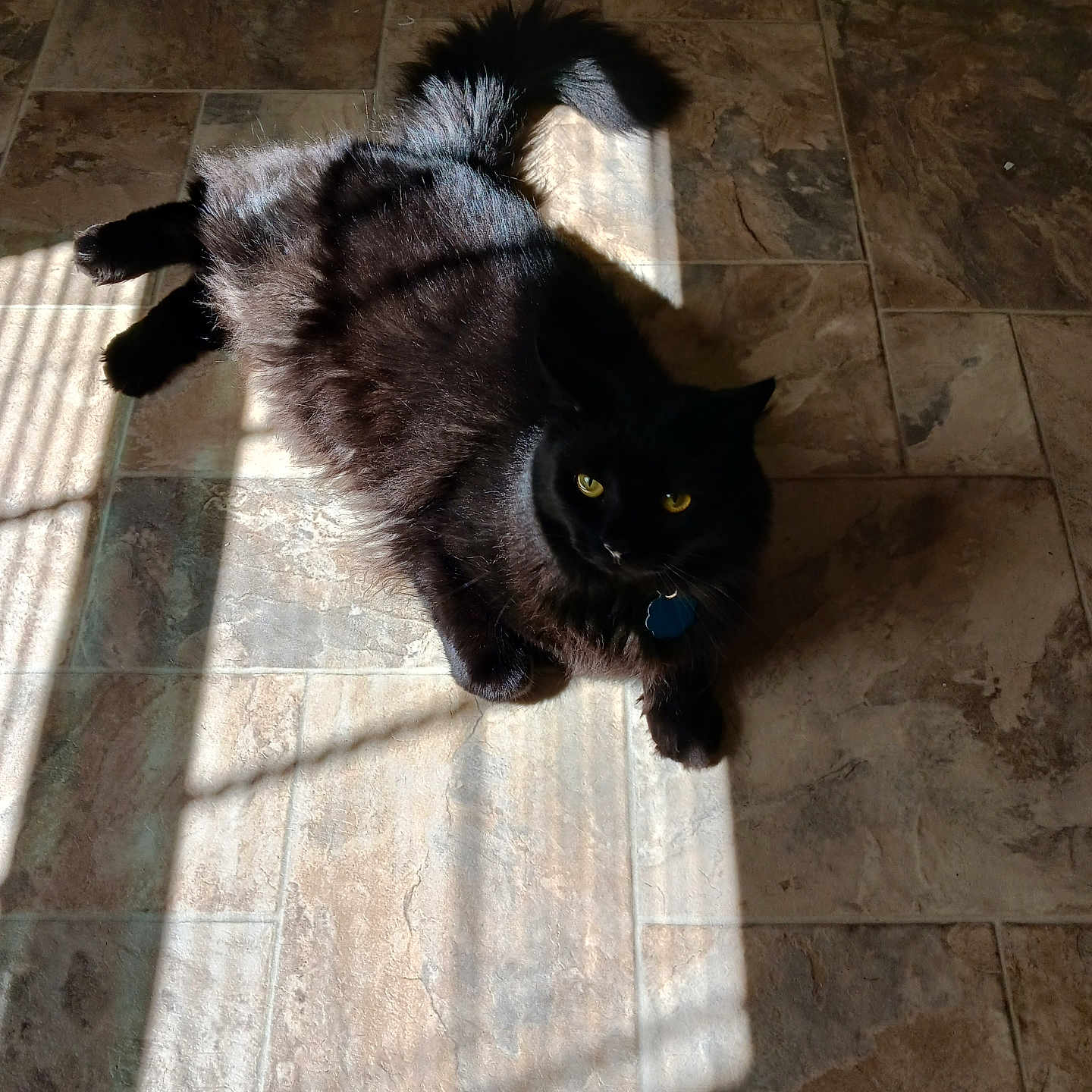 Luna is registered to the contest to win money with this photo: animal, black_cat, cat, cozy, curious, domestic_cat, feline, flooring, fur, home, indoor, pet, relaxing, resting, shadow, striped_shadows, sunlight, tiled_floor, window_shadows, yellow_eyes