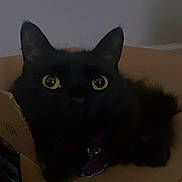 Luna joined the competition — help win amazing prizes! amazon_box, animal, black_cat, box, cardboard_box, cat, collar, curious, dark, domestic_cat, ears, feline, fur, home, indoor, pet, pet_accessory, shadow, whiskers, yellow_eyes