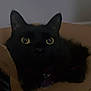 amazon_box, animal, black_cat, box, cardboard_box, cat, collar, curious, dark, domestic_cat, ears, feline, fur, home, indoor, pet, pet_accessory, shadow, whiskers, yellow_eyes
