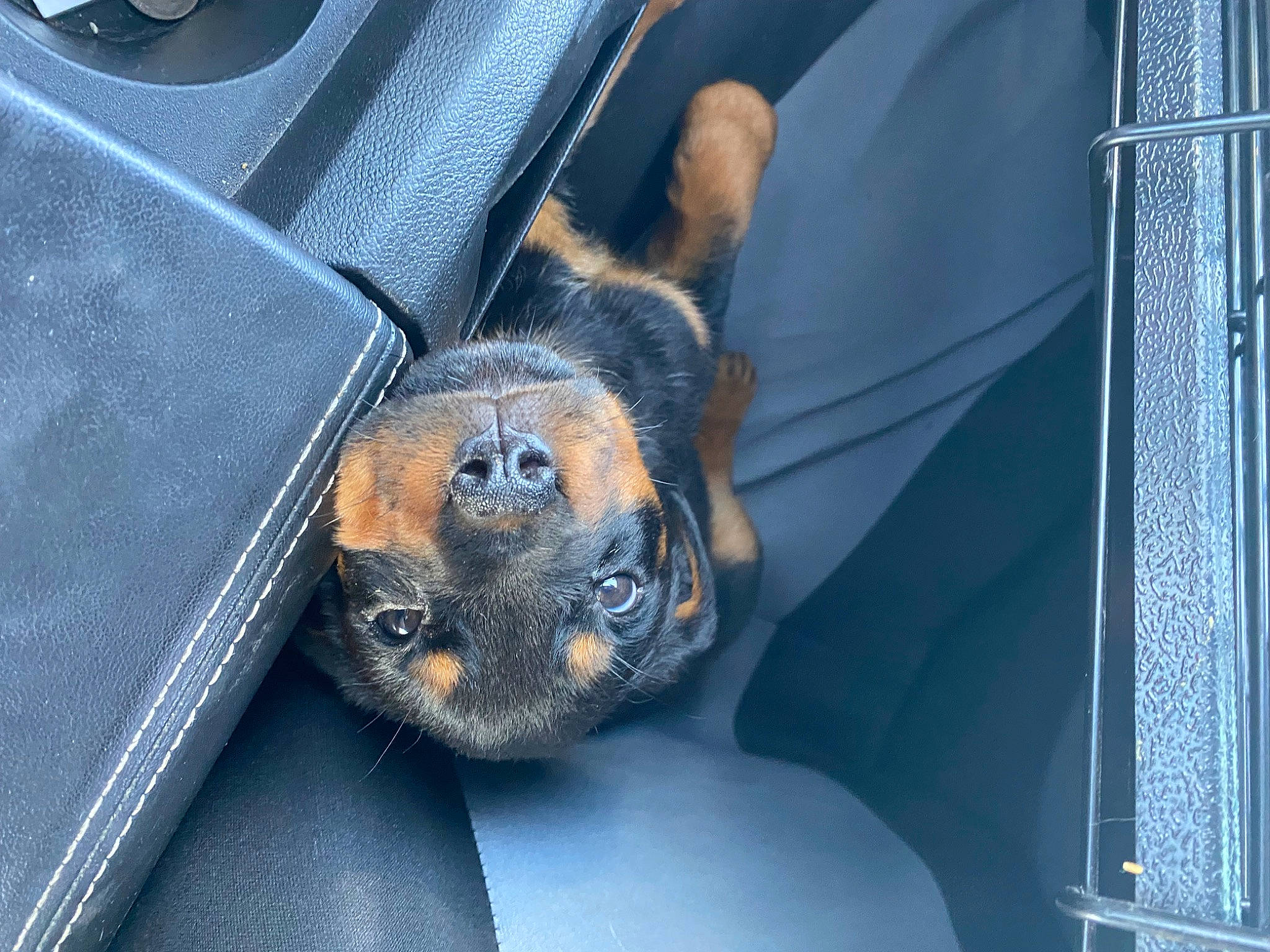 Stormy is registered to the contest to win money with this photo: auto_part, automotive_exterior, bat, canidae, carnivore, denim, dog_breed, electric_blue, fawn, fur, luxury_vehicle, metal, snout, sporting_group, terrestrial_animal, vehicle_door, whiskers, wildlife, window, working_animal