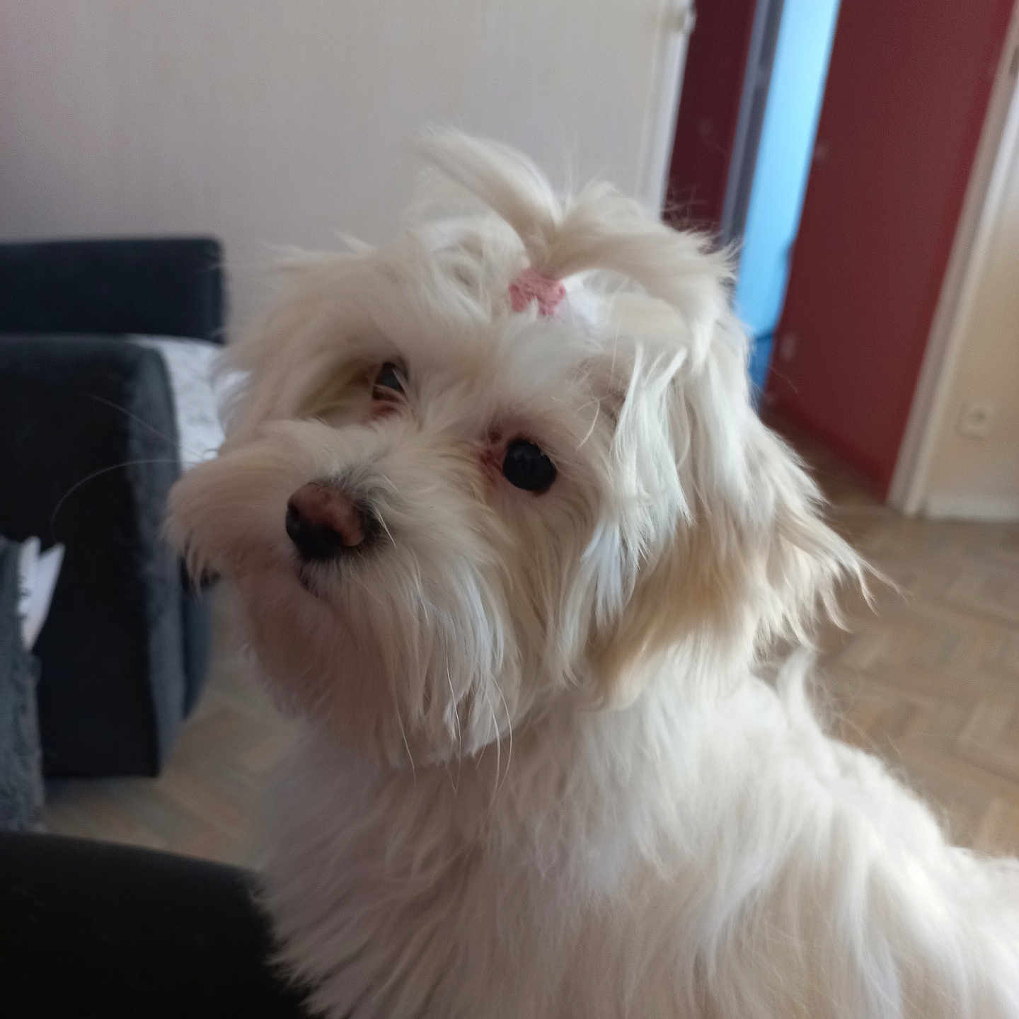 Iris participe au concours pour gagner de l'argent avec cette photo : animal, architecture, building, canine, chair, couch, dog, door, eskimodog, furniture, hardwood, indoors, livingroom, pet, poodle, puppy, room, terrier, whitedog, wood