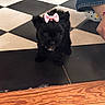 Oréo a rejoint le concours — aidez-le/la à gagner de superbes lots ! puppy, dog, black_fur, pink_bow, cute, sitting, pet, animal, portrait, indoor, checkerboard_floor, tile_floor, wooden_floor, croc_shoe, human, face, eyes, fluffy, small_dog, adorable