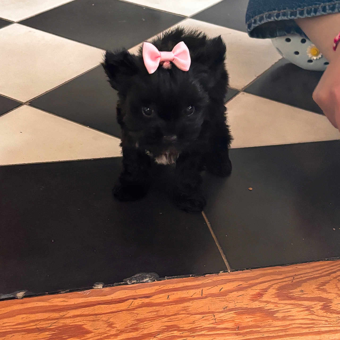 Oréo a rejoint le concours — aidez-le/la à gagner de superbes lots ! puppy, dog, black_fur, pink_bow, cute, sitting, pet, animal, portrait, indoor, checkerboard_floor, tile_floor, wooden_floor, croc_shoe, human, face, eyes, fluffy, small_dog, adorable