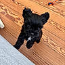puppy, dog, black_dog, pet, animal, cute, fluffy, sitting, looking_up, portrait, wooden_floor, wood_grain, rope_toy, pet_toy, sofa, indoor, home, small_dog, black_fur, adorable