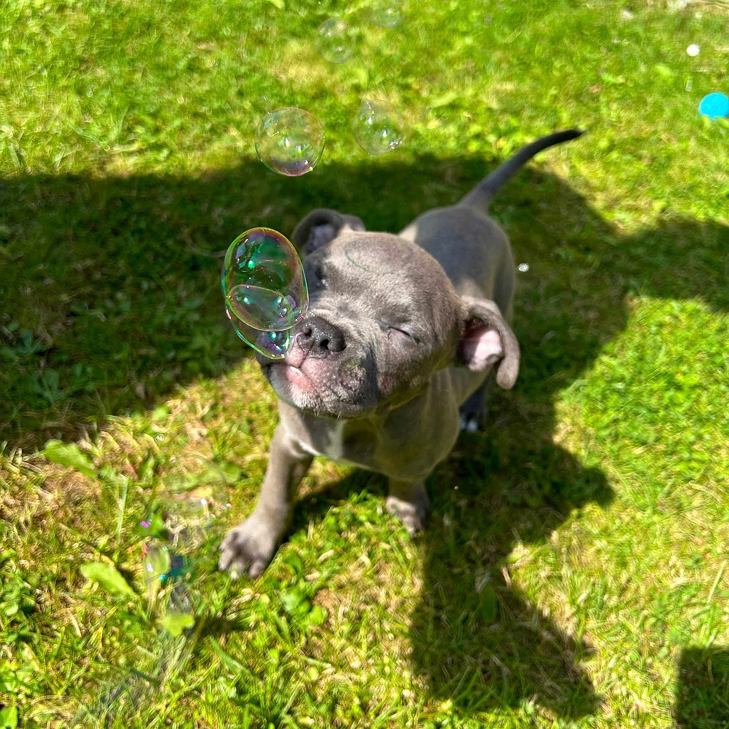 Kingston is registered to the contest to win money with this photo: animal, backyard, canine, dog, face, grass, green, head, lawn, nature, outdoors, person, pet, photography, plant, portrait, puppy, soil, summer, yard