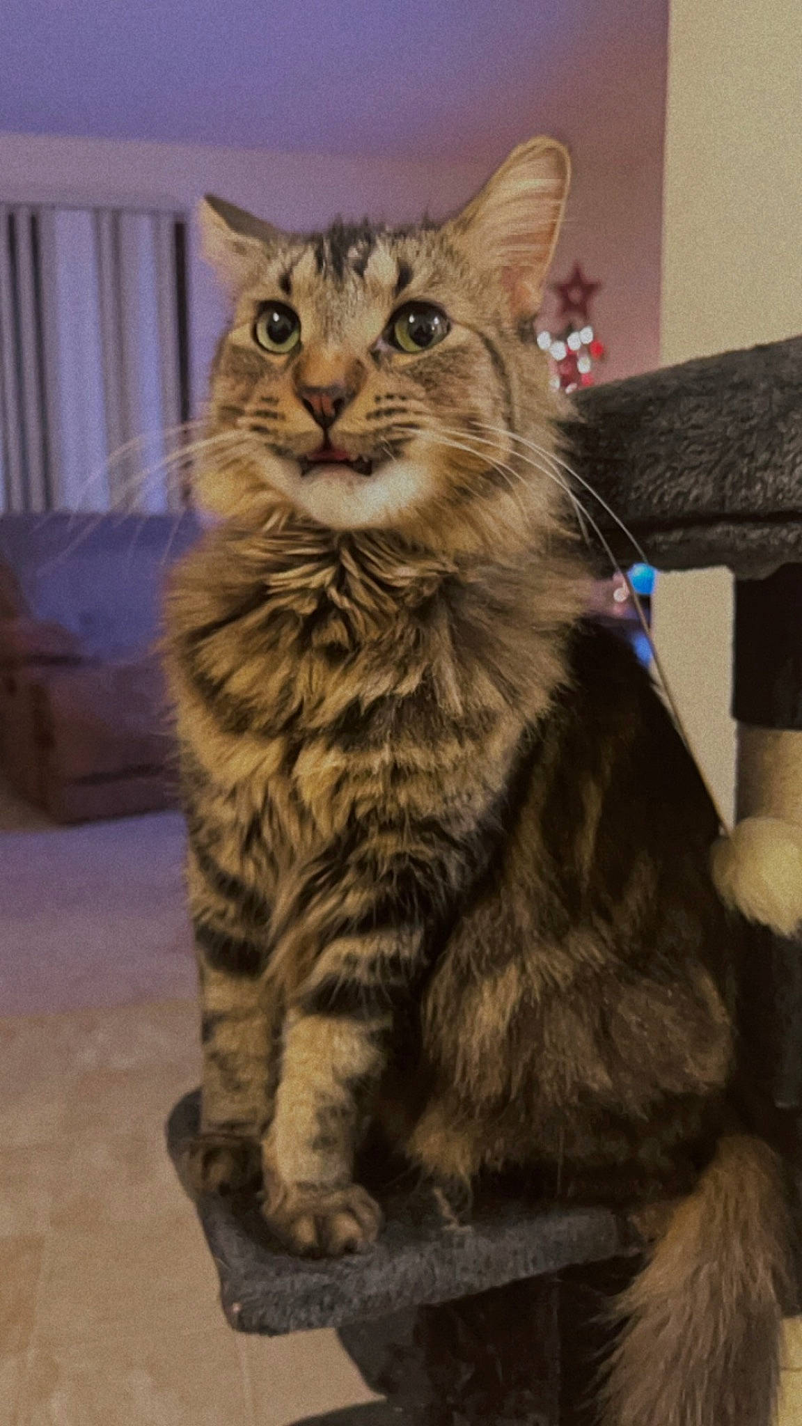 Hagrid is registered to the contest to win money with this photo: carnivore, cat, claw, domestic_short_haired_cat, eye, felidae, fur, maine_coon, paw, siberian, sitting, small_to_medium_sized_cats, snout, tail, terrestrial_animal, whiskers