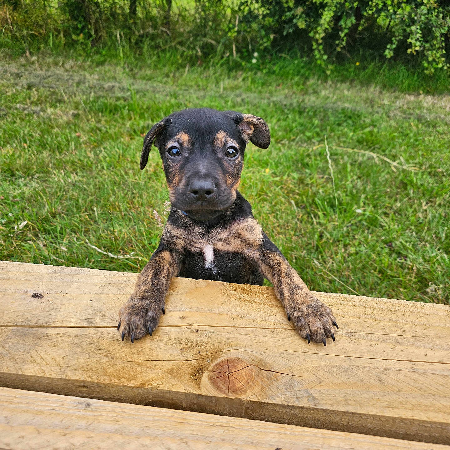 Stan is registered to the contest to win money with this photo: animal, boardwalk, boxer, bridge, bulldog, canine, dog, grass, hardwood, hound, labradorretriever, path, pet, plant, plywood, pointer, puppy, tree, walkway, wood