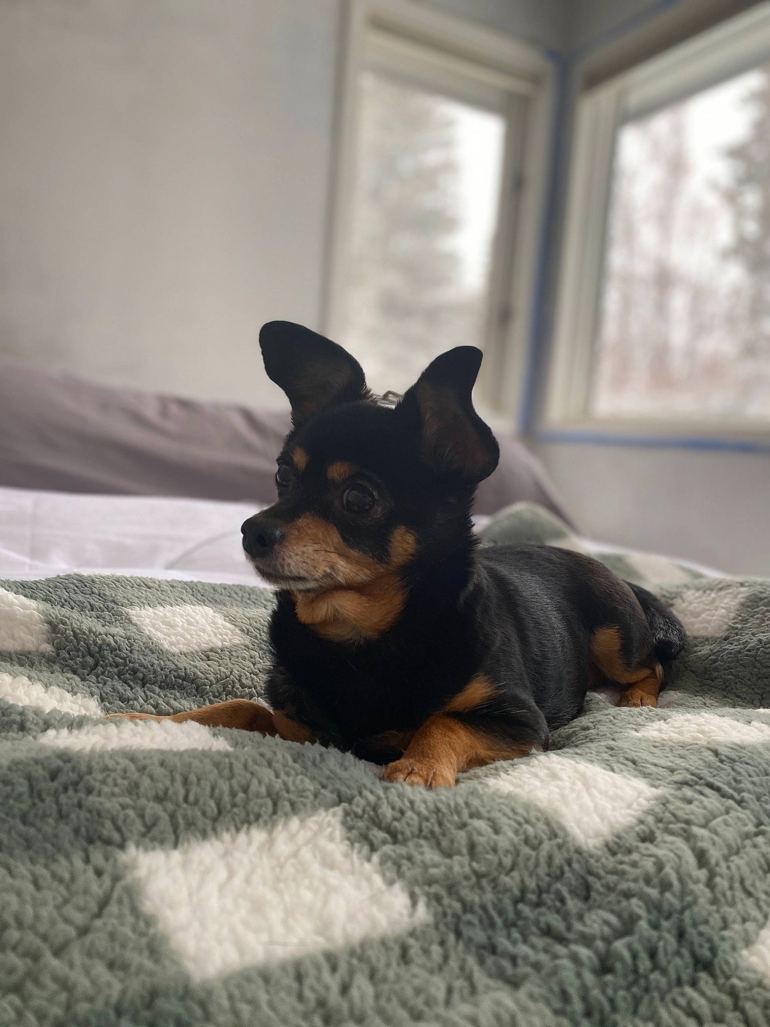 Bounce joined the competition — help win amazing prizes! canidae, carnivore, companion_dog, dobermann, dog, dog_breed, english_toy_terrier, german_pinscher, guard_dog, mammal, manchester_terrier, miniature_pinscher, pinscher, prazsky_krysarik, puppy, russkiy_toy, snout, toy_dog, toy_manchester_terrier, vertebrate