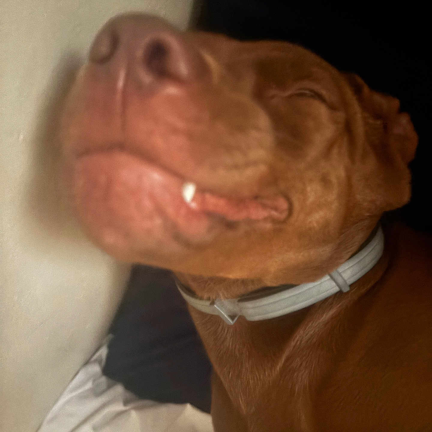 Coco Butter Owen