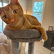 Kuzko joined the competition — help win amazing prizes! cat, orange_tabby, cat_tree, indoor, pet, feline, curious, close_up, plush, living_room, window, home, domestic_animal, whiskers, ears, fur, relaxed, cute, animal, portrait