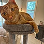 cat, orange_tabby, cat_tree, indoor, pet, feline, curious, close_up, plush, living_room, window, home, domestic_animal, whiskers, ears, fur, relaxed, cute, animal, portrait