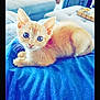 Kuzko is registered to the contest to win money with this photo: kitten, cat, orange_tabby, blue_eyes, pet, cute, feline, indoor, blanket, fur, whiskers, curious, animal, living_room, soft_texture, cozy, domestic, young, resting, closeup