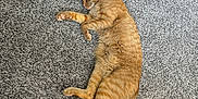 Kuzko is registered to the contest to win money with this photo: cat, orange_tabby, sleeping, carpet, indoor, pet, feline, relaxed, fur, whiskers, paw, resting, cozy, cute, animal, mammal, domestic, quiet, peaceful, home