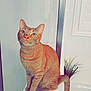 Kuzko joined the competition — help win amazing prizes! cat, ginger_cat, tabby, pet, animal, indoor, plant, white_surface, window, curious, sitting, feline, whiskers, ears, tail, domestic_cat, eyes, fur, closeup, houseplant