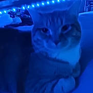 Dean The Bean is registered to the contest to win money with this photo: cat, bed, blue_light, string_lights, indoor, feline, blurred, resting, cozy, furniture, striped_cat, night_time, soft_lighting, domestic_animal, pet, sleepy, comfort, blanket, close_up, home