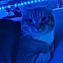 cat, bed, blue_light, string_lights, indoor, feline, blurred, resting, cozy, furniture, striped_cat, night_time, soft_lighting, domestic_animal, pet, sleepy, comfort, blanket, close_up, home