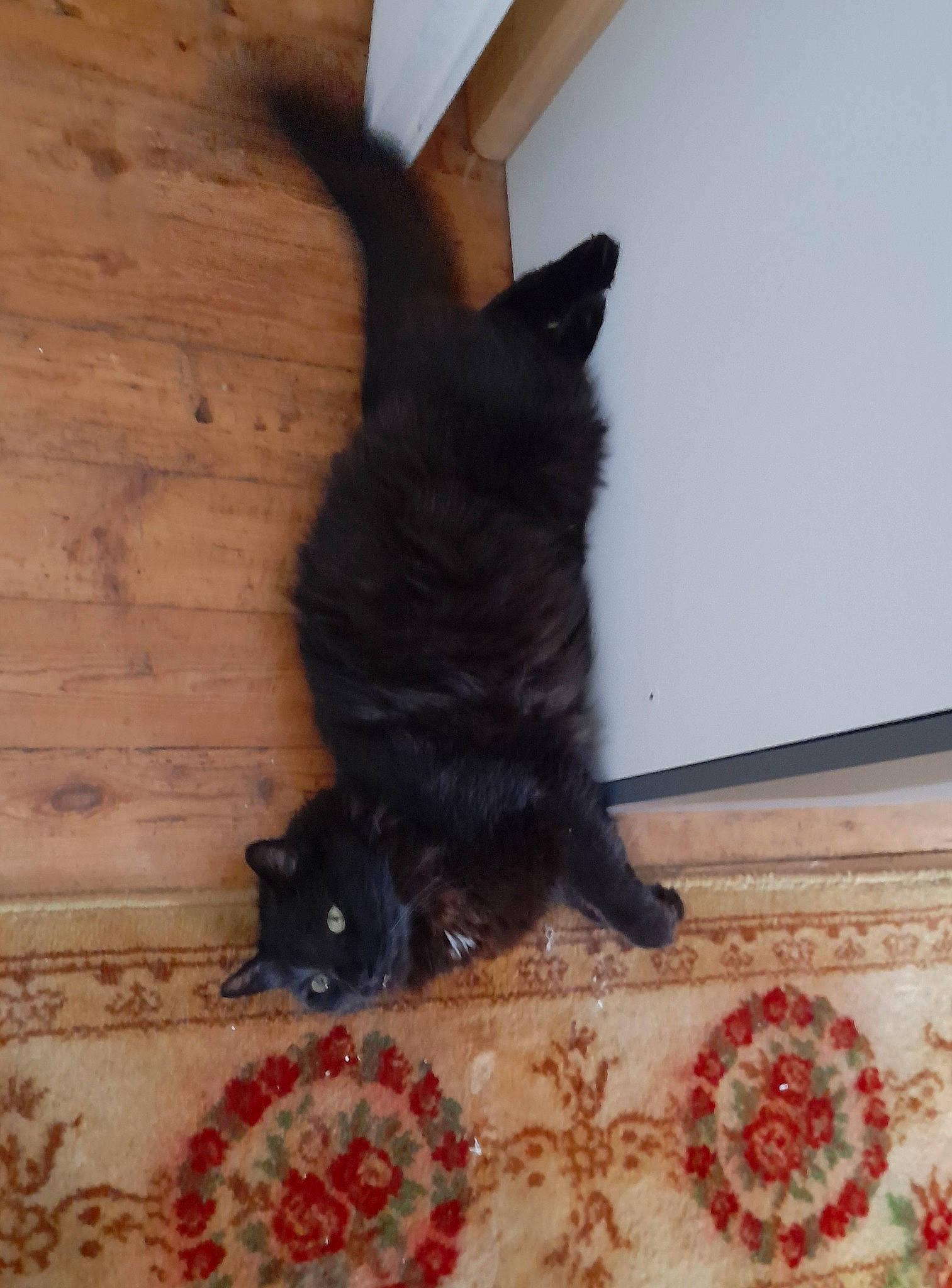 Kawaii a rejoint le concours — aidez-le/la à gagner de superbes lots ! black_cat, bombay, carnivore, cat, claw, comfort, companion_dog, dog_breed, domestic_short_haired_cat, felidae, floor, flooring, fur, hardwood, pattern, small_to_medium_sized_cats, tail, whiskers, wood, wood_stain