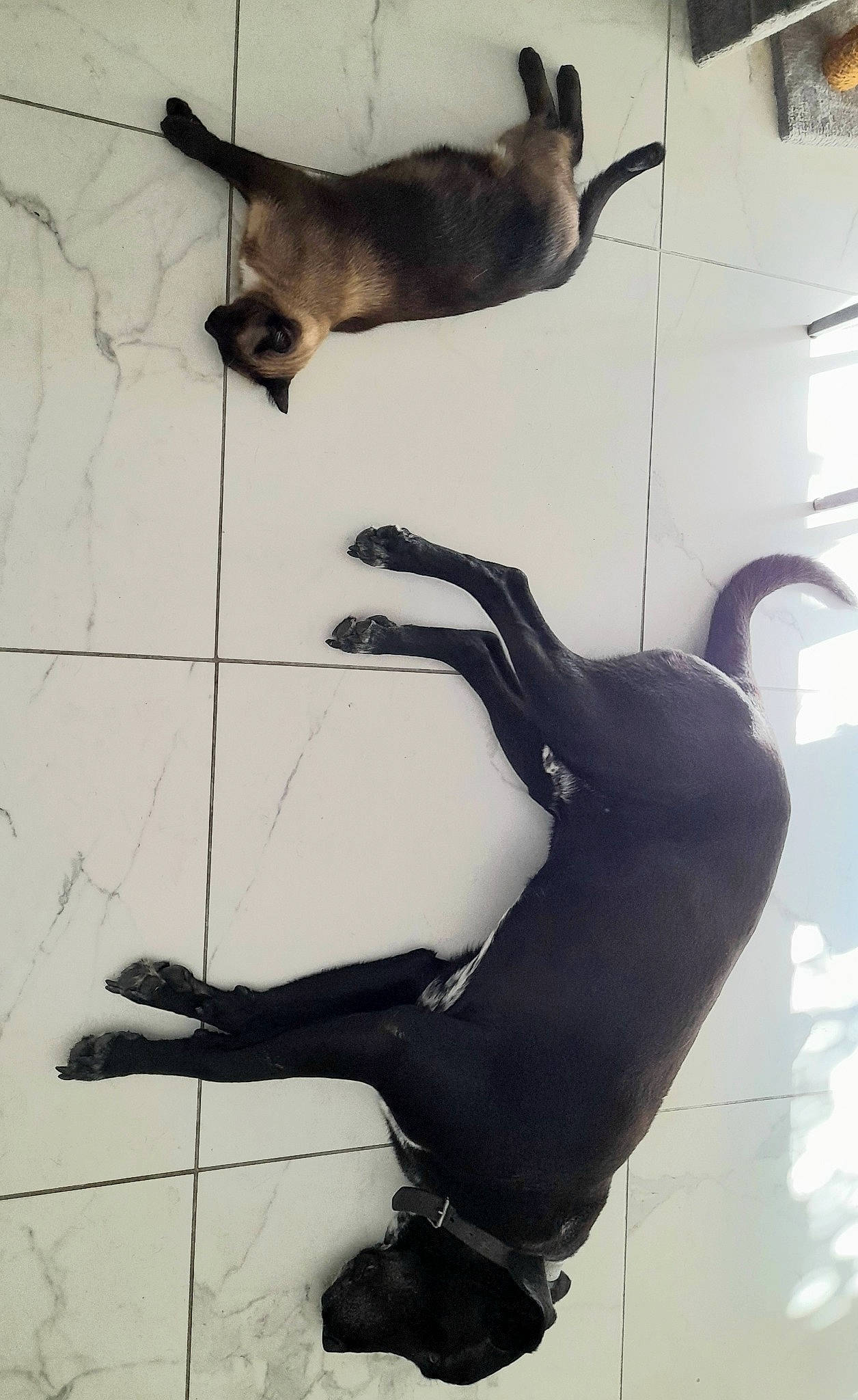 Kawaii a rejoint le concours — aidez-le/la à gagner de superbes lots ! art, black, cat, felidae, flooring, human_leg, knee, monochrome, monochrome_photography, personal_protective_equipment, recreation, shadow, small_to_medium_sized_cats, swimwear, tail, thigh, visual_arts