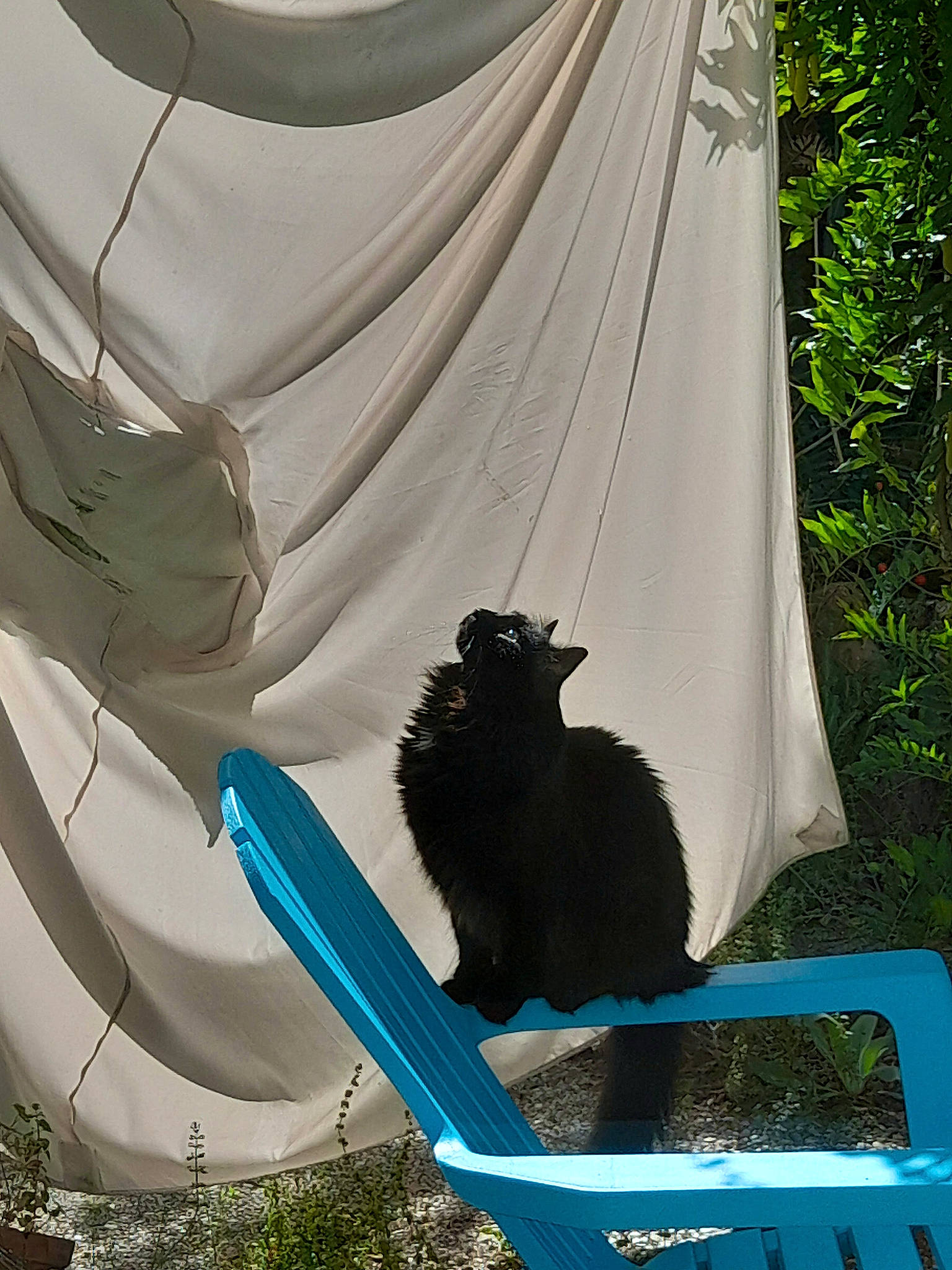 Kawaii participe au concours pour gagner de l'argent avec cette photo : black, black_cat, blue, carnivore, cat, felidae, fur, grass, pattern, plant, shade, small_to_medium_sized_cats, tail, tints_and_shades, tree, whiskers