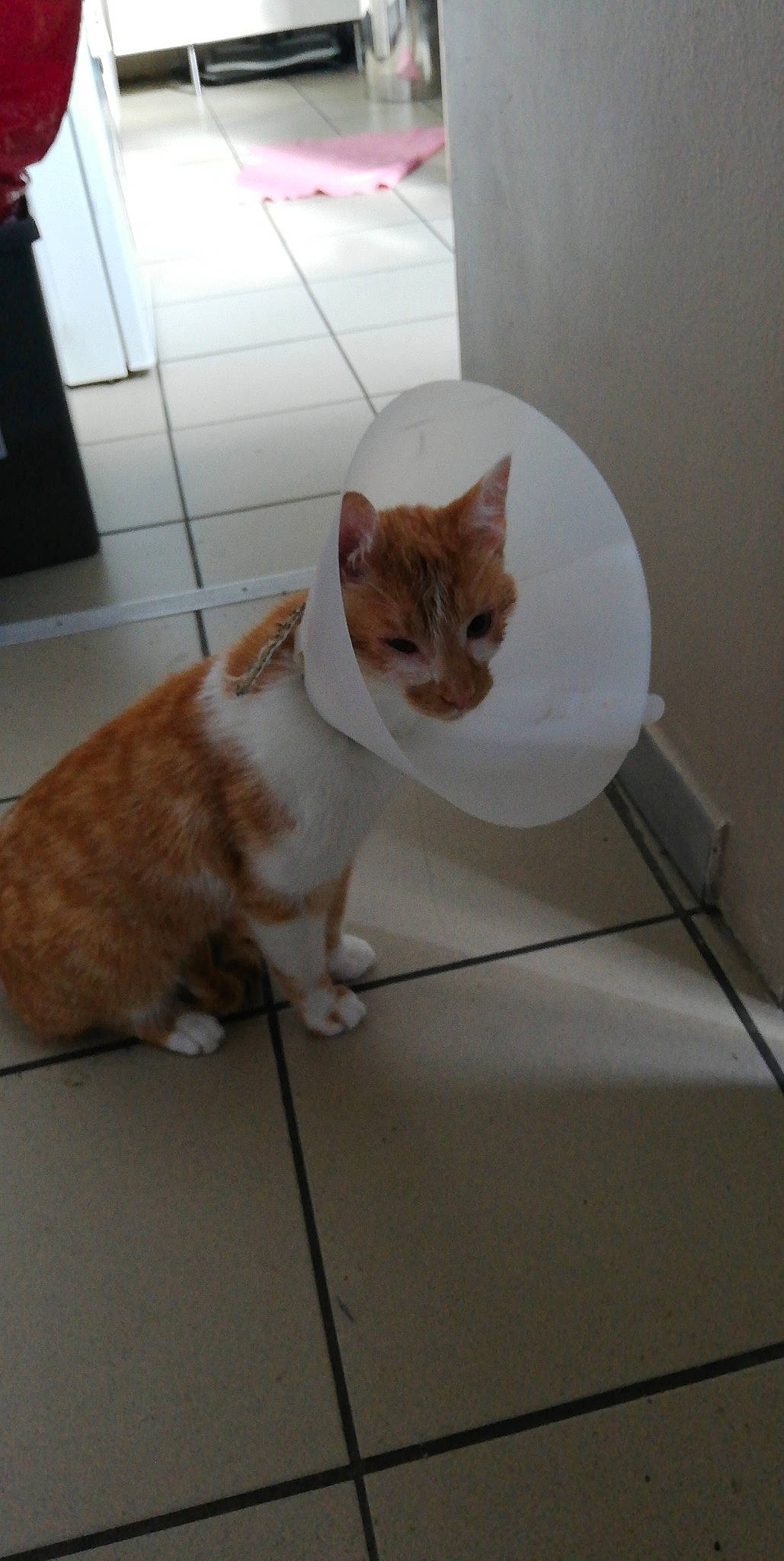 Oliver participe au concours pour gagner de l'argent avec cette photo : aegean_cat, carnivore, cat, domestic_short_haired_cat, european_shorthair, fawn, felidae, german_rex, kitten, small_to_medium_sized_cats, tabby_cat, tail, whiskers