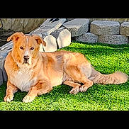 Panama is registered to the contest to win money with this photo: animal, backyard, calm, canine, companion, daylight, dog, ears, fur, golden_dog, grass, lying_down, mammal, nature, outdoor, pet, relaxed, stone_wall, sunlight, tail