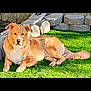 animal, backyard, calm, canine, companion, daylight, dog, ears, fur, golden_dog, grass, lying_down, mammal, nature, outdoor, pet, relaxed, stone_wall, sunlight, tail
