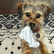 Zeus is registered to the contest to win money with this photo: animal, carpet, collar, cute, dog, ears, floor, fur, home, indoor, looking, mammal, naughty, pet, playing, puppy, small_dog, sock, whiskers, wood_floor