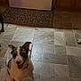 dog, floor, tile, indoor, kitchen, pet, animal, playful, curious, brown, white, black, spot, collar, mat, tile_floor, three_dogs, domestic, companion, canine