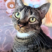 Pixie is registered to the contest to win money with this photo: cat, tabby_cat, pet, animal, close_up, portrait, green_eyes, whiskers, ears, striped_fur, feline, sitting, indoor, cozy, blanket, stuffed_animal, pastel_background, curious, sharp_focus, cute