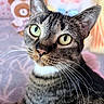 cat, tabby_cat, pet, animal, close_up, portrait, green_eyes, whiskers, ears, striped_fur, feline, sitting, indoor, cozy, blanket, stuffed_animal, pastel_background, curious, sharp_focus, cute