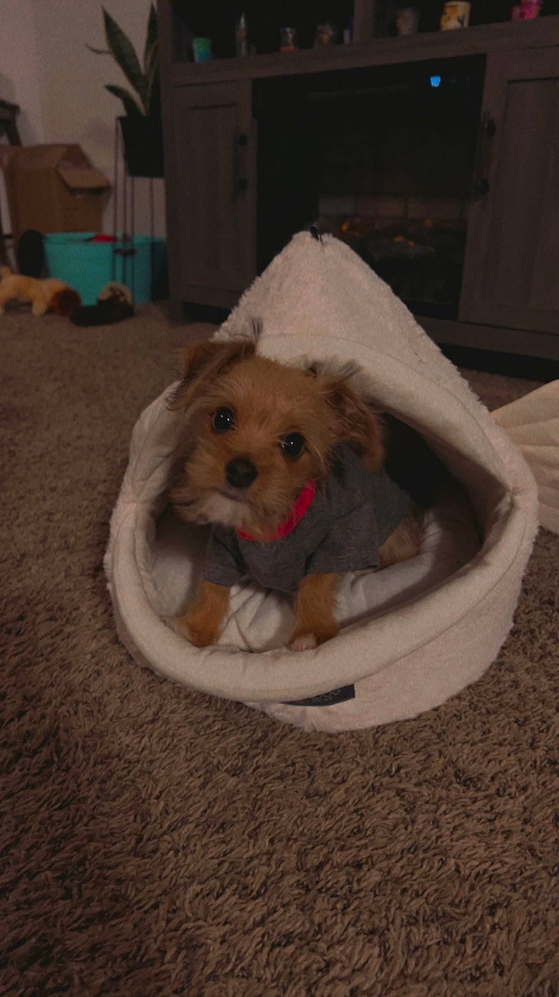 Benito is registered to the contest to win money with this photo: canidae, carnivore, companion_dog, dog, dog_bed, dog_breed, dog_supply, fawn, flooring, fur, labradoodle, pet_supply, small_terrier, snout, sporting_group, terrier, toy, toy_dog, working_animal, yorkipoo