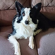 Stella participe au concours pour gagner de l'argent avec cette photo : animal, black_and_white, border_collie, canine, companion, couch, dog, domestic_animal, ears, fur, furniture, home, indoor, looking, mammal, paw, pet, portrait, relaxed, resting