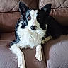 dog, black_and_white, border_collie, pet, canine, couch, furniture, indoor, resting, fur, ears, animal, mammal, domestic_animal, looking, relaxed, companion, portrait, paw, home
