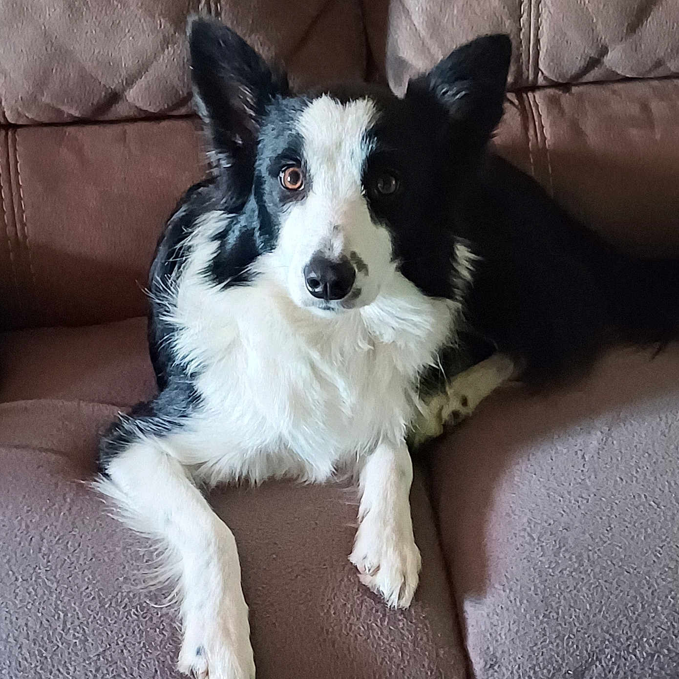 Stella