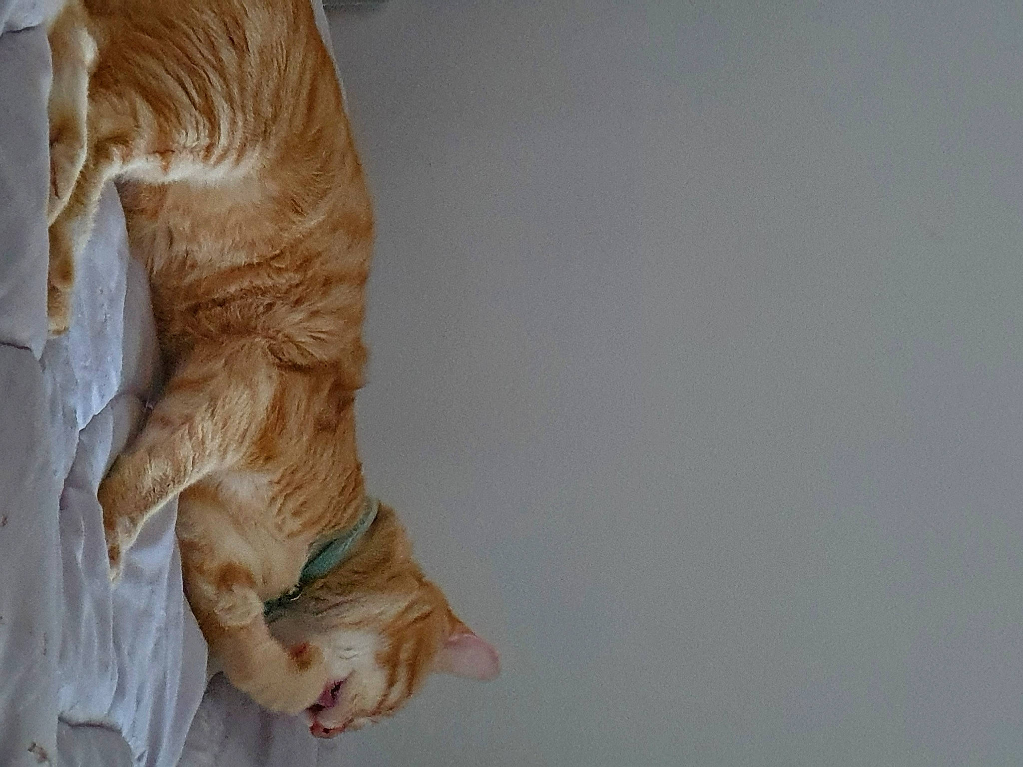 Schotti participe au concours pour gagner de l'argent avec cette photo : canidae, carnivore, comfort, companion_dog, dog_breed, ear, elbow, fawn, felidae, foot, fur, human_leg, liver, small_to_medium_sized_cats, snout, tail, whiskers, wood, working_animal, wrinkle