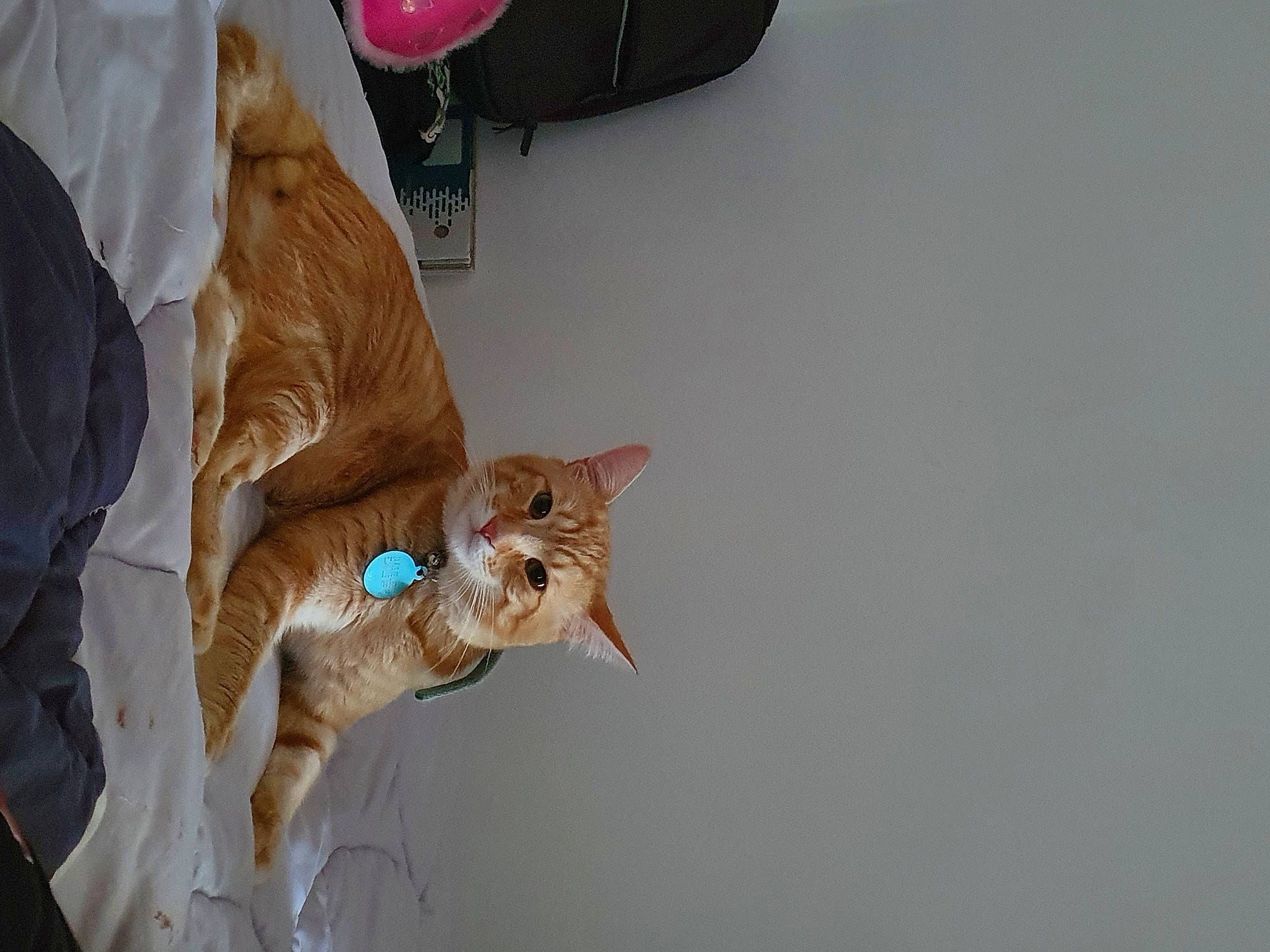 Schotti a rejoint le concours — aidez-le/la à gagner de superbes lots ! canidae, carmine, cat, ceiling, domestic_short_haired_cat, felidae, flooring, fur, linens, peach, room, small_to_medium_sized_cats, sporting_group, tail, toy, whiskers, winter, wood