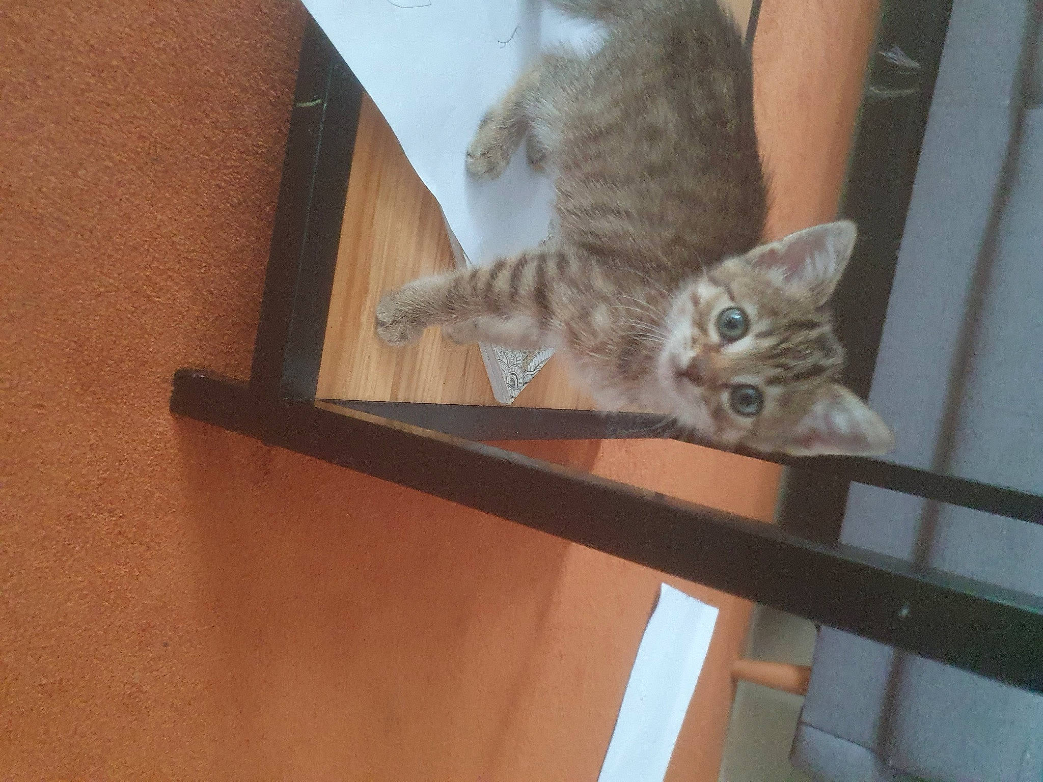 Petit Truc participe au concours pour gagner de l'argent avec cette photo : carnivore, cat, ceiling, claw, domestic_short_haired_cat, fawn, felidae, flooring, fur, hardwood, paw, plaster, room, shelf, small_to_medium_sized_cats, tail, whiskers, window, wood