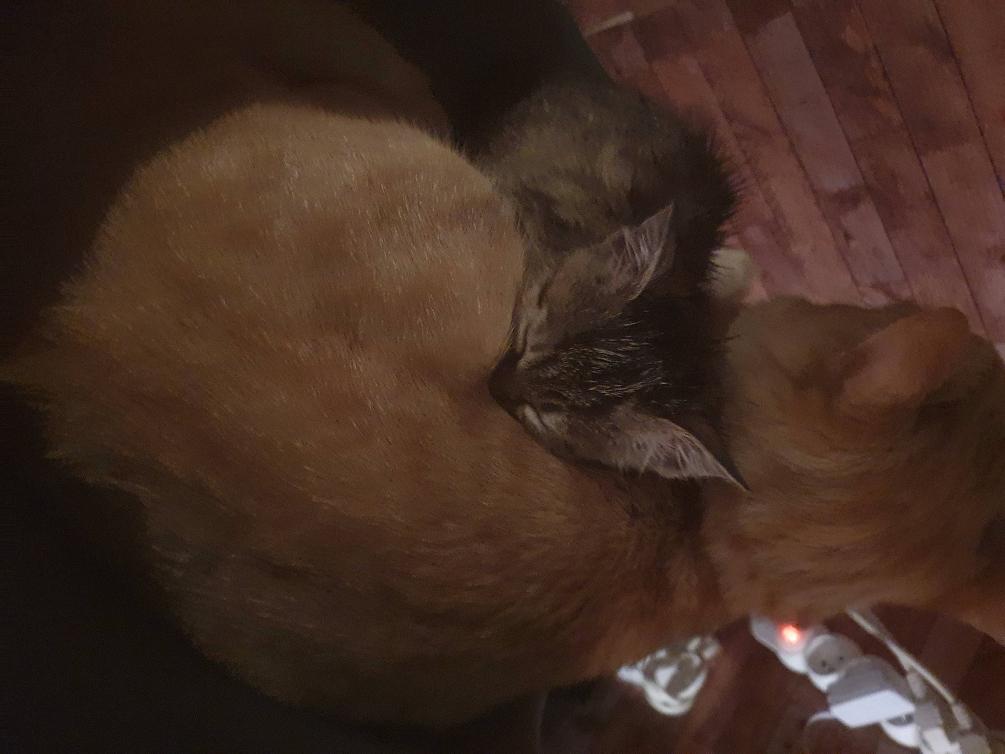 Petit Truc participe au concours pour gagner de l'argent avec cette photo : black_cat, carnivore, cat, claw, cloud, comfort, darkness, dog_breed, domestic_short_haired_cat, ear, felidae, flooring, fur, hardwood, nap, paw, small_to_medium_sized_cats, snout, tail, whiskers