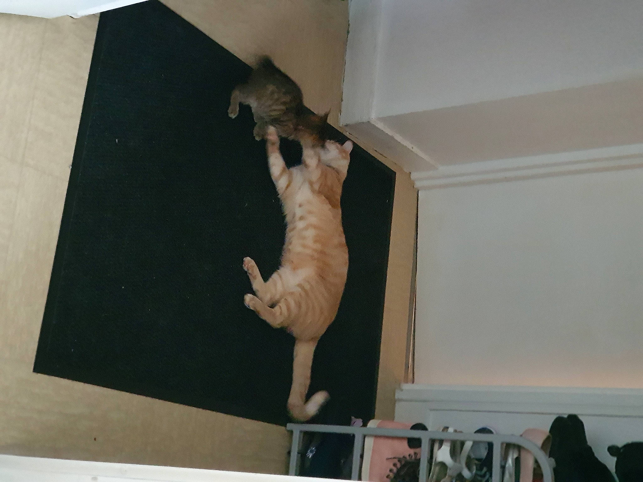 Petit Truc participe au concours pour gagner de l'argent avec cette photo : art, building, canidae, ceiling, chair, fawn, felidae, flooring, hardwood, molding, plaster, rectangle, room, skeleton, small_to_medium_sized_cats, sporting_group, tail, visual_arts, wildlife, wood