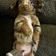 Archer joined the competition — help win amazing prizes! puppy, dog, lying_down, fluffy, blanket, brown_fur, cute, pet, animal, young, relaxed, indoor, cozy, fur_pattern, belly_up, small, canine, companion, domestic_animal, portrait