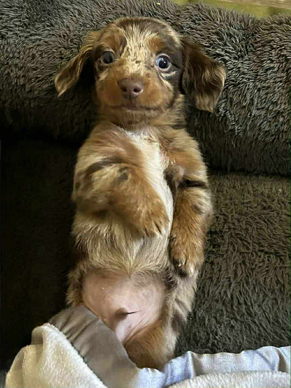 Archer joined the competition — help win amazing prizes! puppy, dog, lying_down, fluffy, blanket, brown_fur, cute, pet, animal, young, relaxed, indoor, cozy, fur_pattern, belly_up, small, canine, companion, domestic_animal, portrait