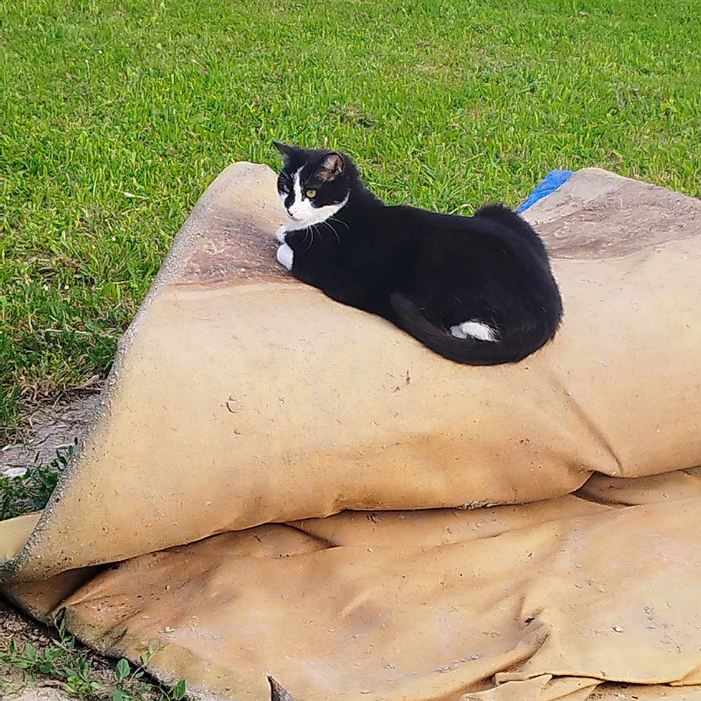 Olaf participe au concours pour gagner de l'argent avec cette photo : animal, backyard, bag, blackcat, cat, couch, field, furniture, grass, grassland, lawn, manx, nature, outdoors, path, pet, plant, soil, walkway, wood