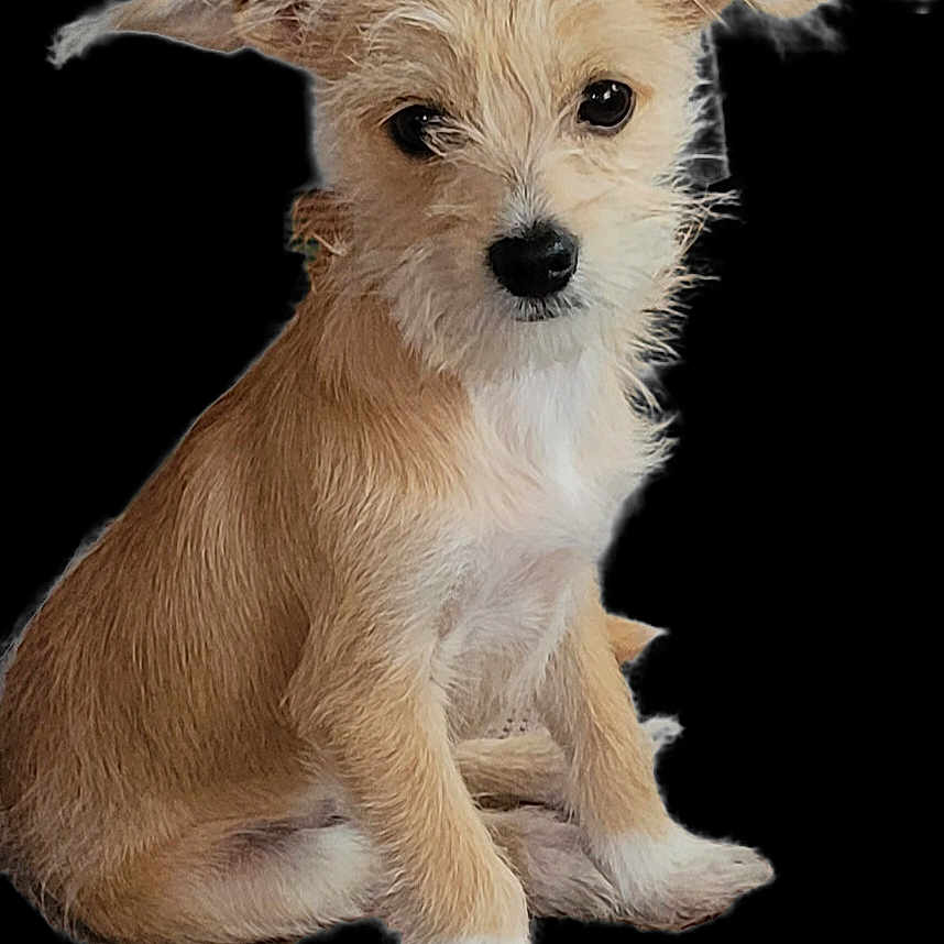 Charlie joined the competition — help win amazing prizes! adorable, animal, brown_fur, canine, cute, dog, ears, fluffy, friendly, fur, isolated, looking, pet, portrait, puppy, sitting, small_dog, studio, white_fur, young_dog