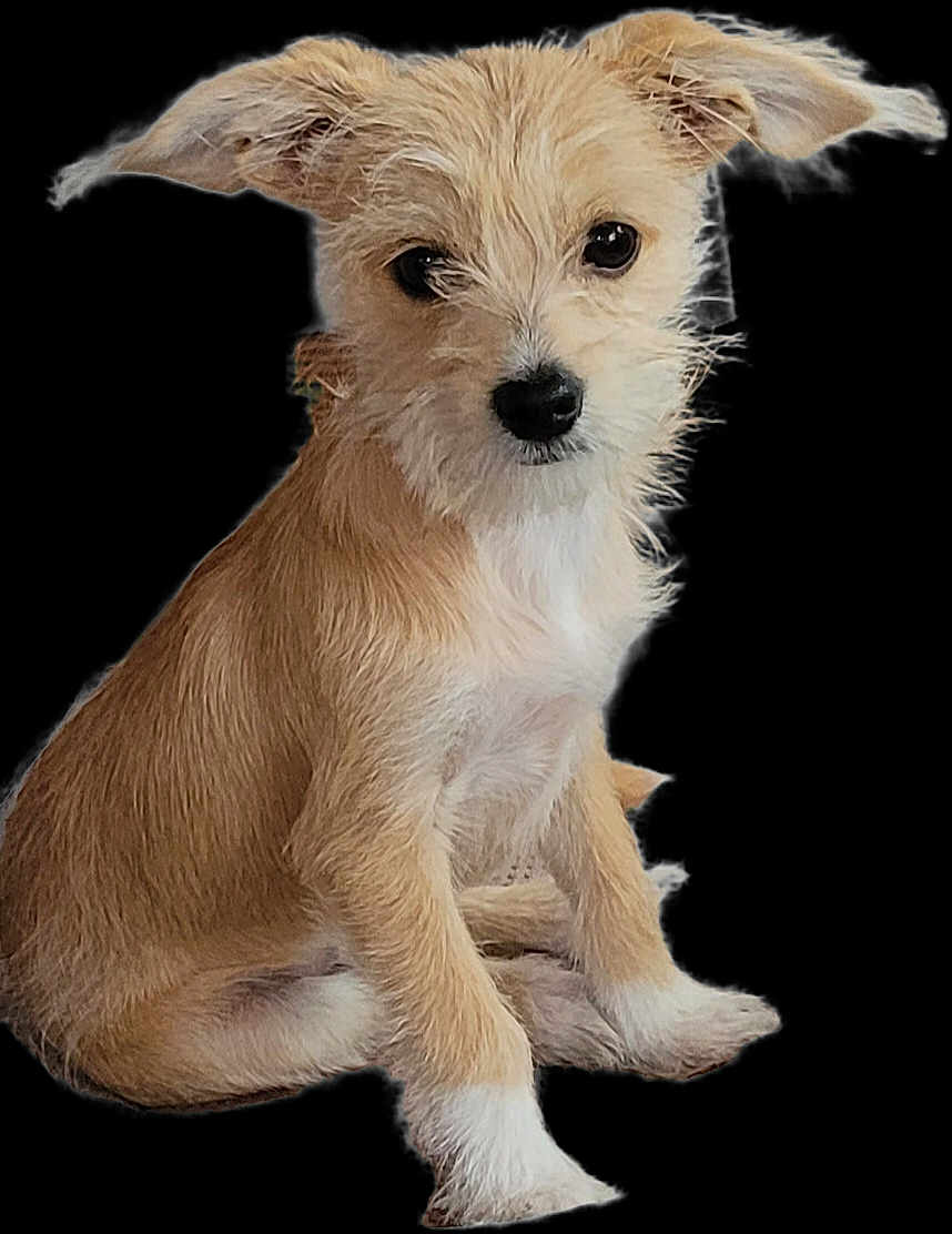 Charlie joined the competition — help win amazing prizes! puppy, dog, young_dog, fluffy, ears, brown_fur, white_fur, sitting, cute, pet, animal, fur, canine, adorable, portrait, looking, isolated, studio, friendly, small_dog