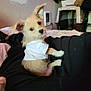 Charlie is registered to the contest to win money with this photo: puppy, dog, white_tshirt, pet, lap, indoor, bed, curious, small_dog, furry, cozy, person, black_clothing, home, animal, cute, looking_back, fur, ears, domestic