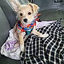 Charlie joined the competition — help win amazing prizes! puppy, dog, bandana, car_seat, blanket, plaid, cute, pet, fur, ears, animal, indoor, young, small_dog, sitting, looking, adorable, cozy, transport, companion