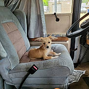 Charlie is registered to the contest to win money with this photo: dog, seat, car_interior, window, rain, curtain, bottle, steering_wheel, seatbelt, door, carpet, vintage, small_dog, pet, furniture, animal, relaxing, indoor, vehicle, cozy