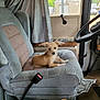 dog, seat, car_interior, window, rain, curtain, bottle, steering_wheel, seatbelt, door, carpet, vintage, small_dog, pet, furniture, animal, relaxing, indoor, vehicle, cozy